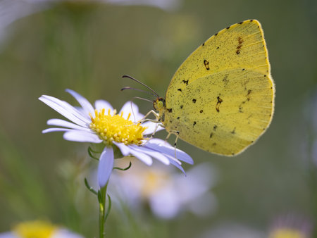 Common Grass Yellow sucking nectar from the daisyの写真素材