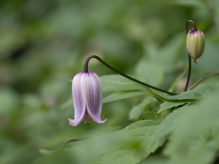 Clematis japonica, small climbing plantの写真素材