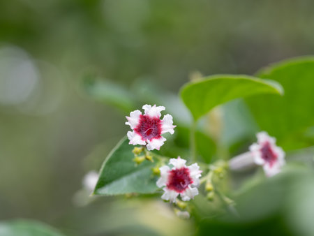 White and red small flower Paederia scandens are bloomingの写真素材