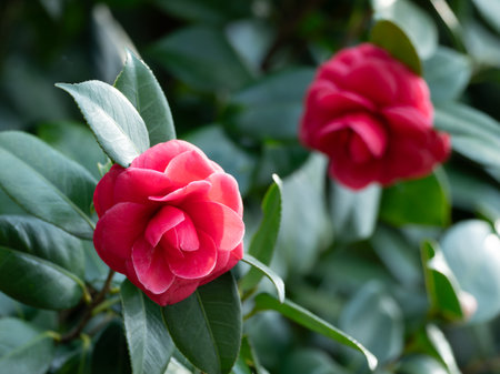 Beautiful red camellia flower blooming in winter in Japanの写真素材