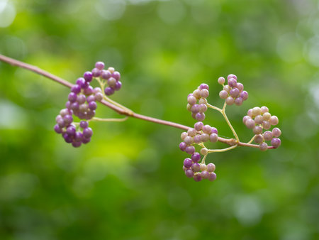 Japanese beautyberry in the Japanese autumn forestの写真素材