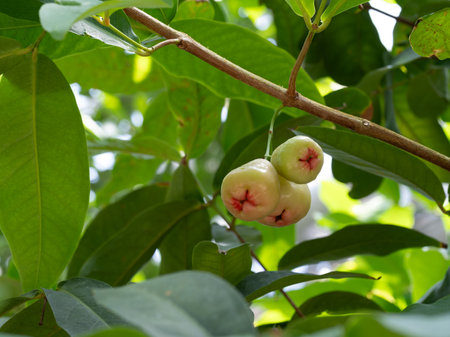 The delicious-looking fruit of the Java apple tree, Renbuの写真素材