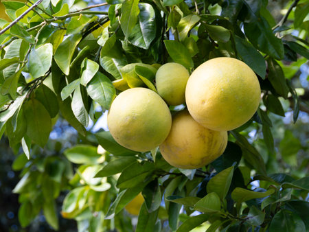 Citrus maxima tree with many yellow fruitsの写真素材