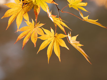 Japanese maple leaves turn yellow in autumn japanの写真素材