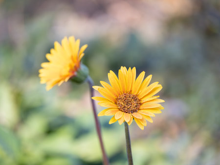 Bright red gerbera with isolated backの写真素材