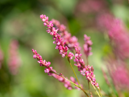 Red indigo plant flowers bloomの写真素材