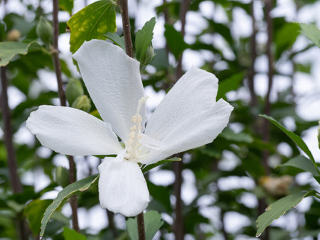 White Rose of Sharon flower called Siro-Gionmamori in Japanの写真素材