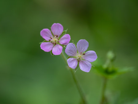 Medicinal cute flower Oriental geranium bloom in summer Japanの写真素材