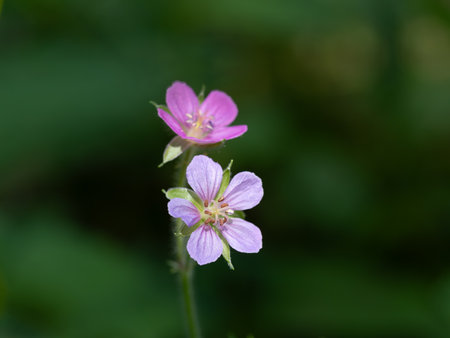 Medicinal cute flower Oriental geranium bloom in summer Japanの写真素材
