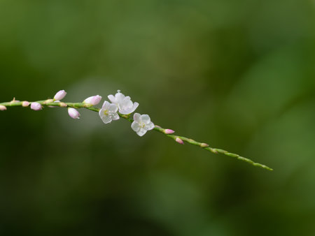 Adorable cherry blossom-colored Persicaria odorataの写真素材