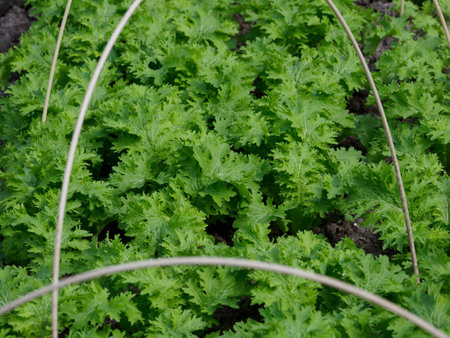 Green wasabina growing in a Japanese vegetable gardenの写真素材