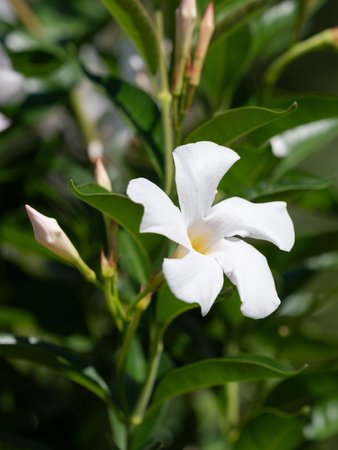 White Mandevilla flowers blooming in the summer flowerbedの写真素材