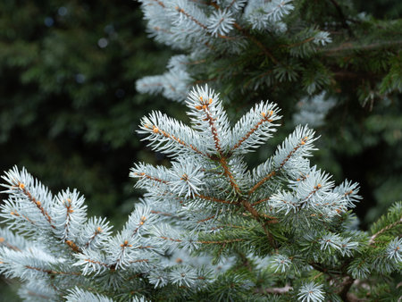 Colorado spruce with beautiful foliageの写真素材