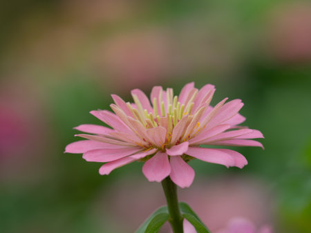 Adorable Zinnias in the Flower Bedの写真素材
