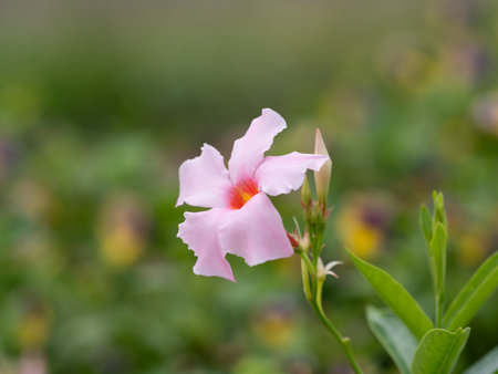 Pink Mandevilla flowers blooming in the summer flowerbedの写真素材
