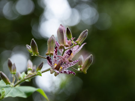 Red Toad Lily is blooming in autumn forestの写真素材
