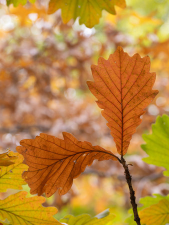 Daimyo Oak leaves turning orange in autumn
