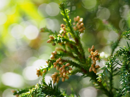 Male flowers of cedar before releasing pollenの写真素材