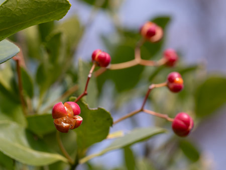 Red berries of Euonymus japonicus in late autumnの写真素材