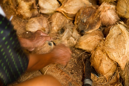 coconuts and man cutの写真素材