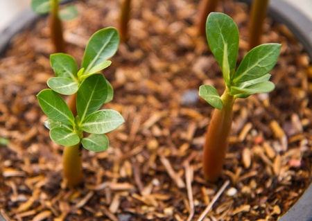 Closeup of small Pink Bigononia or Desert Rose  tropical flower の写真素材
