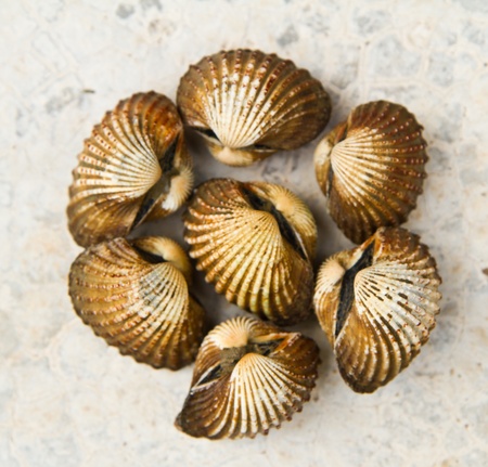 shells  on background