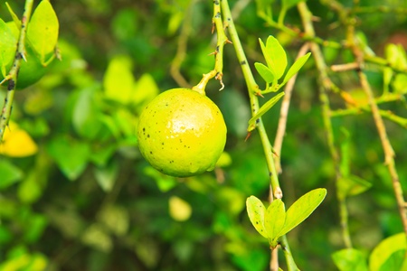 lemon tree