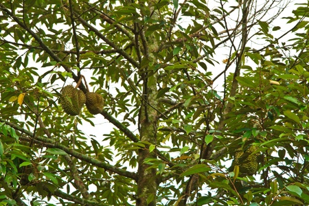 Fresh Durian on tree in moist orchard