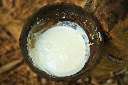 Milk of rubber tree flows into a wooden bowl   Thailand  の写真素材
