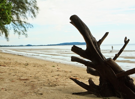 beach log, dried log on the brown sand beachの写真素材