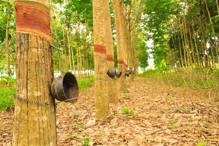 rubber trees and cupsの写真素材