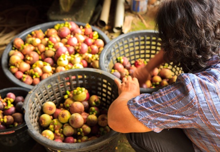 she is harvesting Mangosteen Thai fruit , Garcinia mangostana L の写真素材