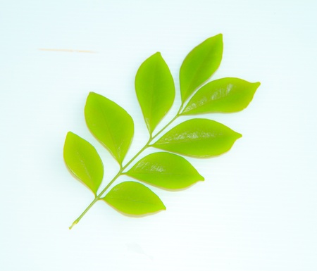 Laurel leaf isolated on white backgroundの写真素材