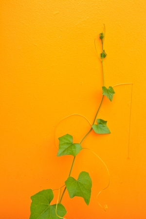 tendril on yellow backgroundの写真素材