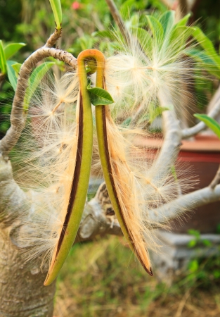 Adenium obesum Balf , Pink Bignonia seedsの写真素材