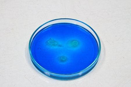 culture dish on white background