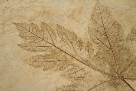 The Imprint of leaf on cement floor backgroundの写真素材