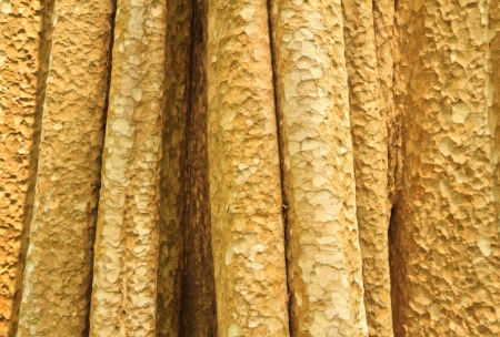 Tree bark texture