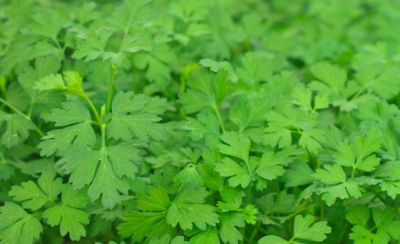 Close up shot of fresh parsley leafsの写真素材