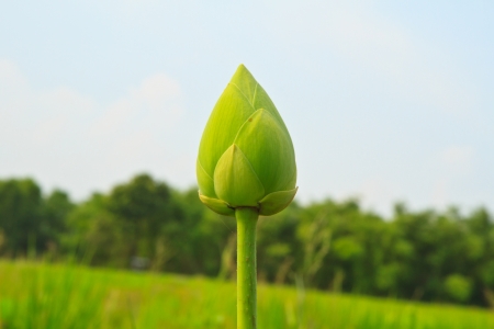 Green lotus from Thailandの写真素材