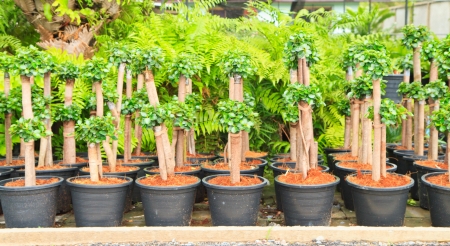 very much seedling Streblus asper Lour の写真素材