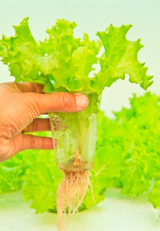 Field of fresh lettuce growing at a farm by Hydroponics and handの写真素材