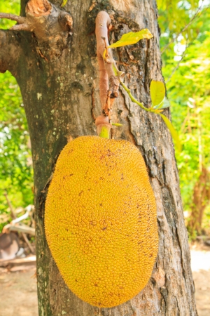 Artocarpus heterophyllus Lam , jackfruits beside a tree in a garden