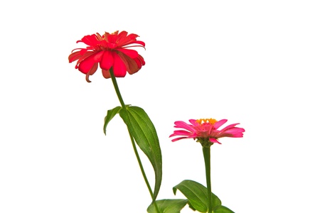 Zinnia elegans,Blooming Zinnias isolated on white backgroundの写真素材