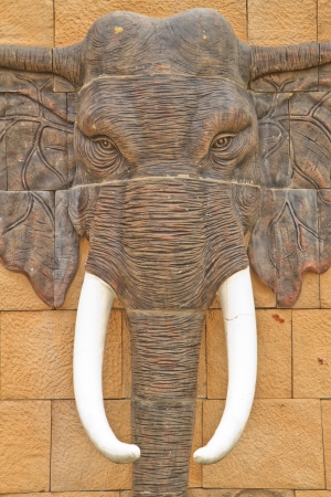 Head elephant on backgroundの写真素材