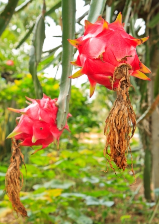 dragon fruit on a treeの写真素材