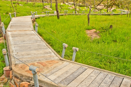 Siam tulip and bridge at Chaiyaphum Province, Thailand の写真素材