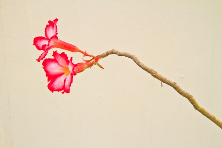 Pink Bignonia on  backgroundの写真素材