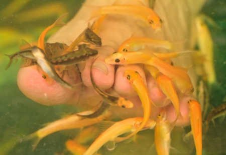 Pedicure fish spa feet wellness skin care treatment の写真素材