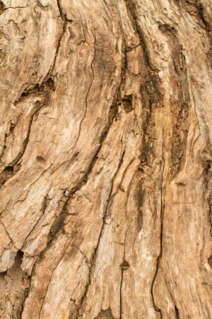 Abstract textured a wood backgroundの写真素材